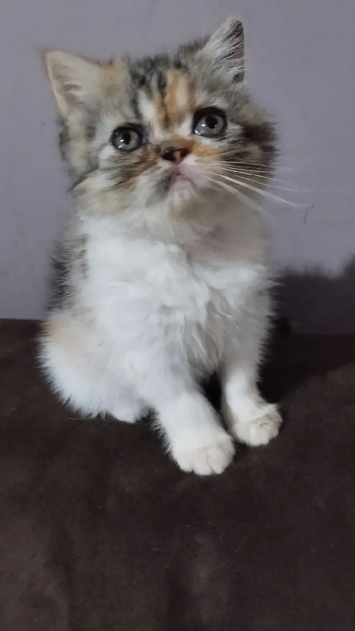 Filhote persa exótico. - Foto 2