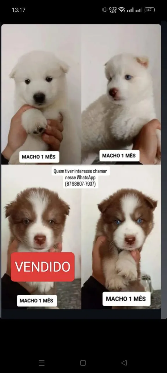 Husky siberiano FILHOTES