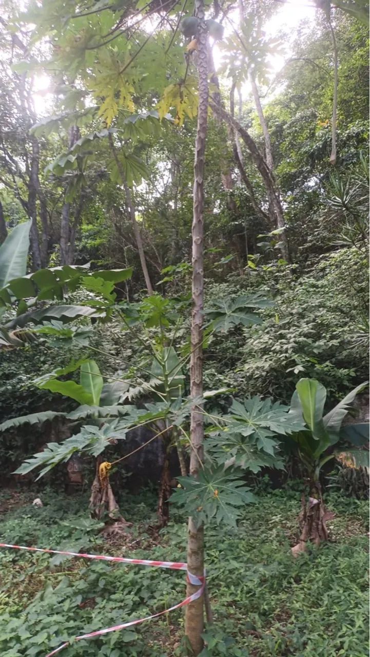 Terreno 930 m2 - São Gonçalo  - Foto 2
