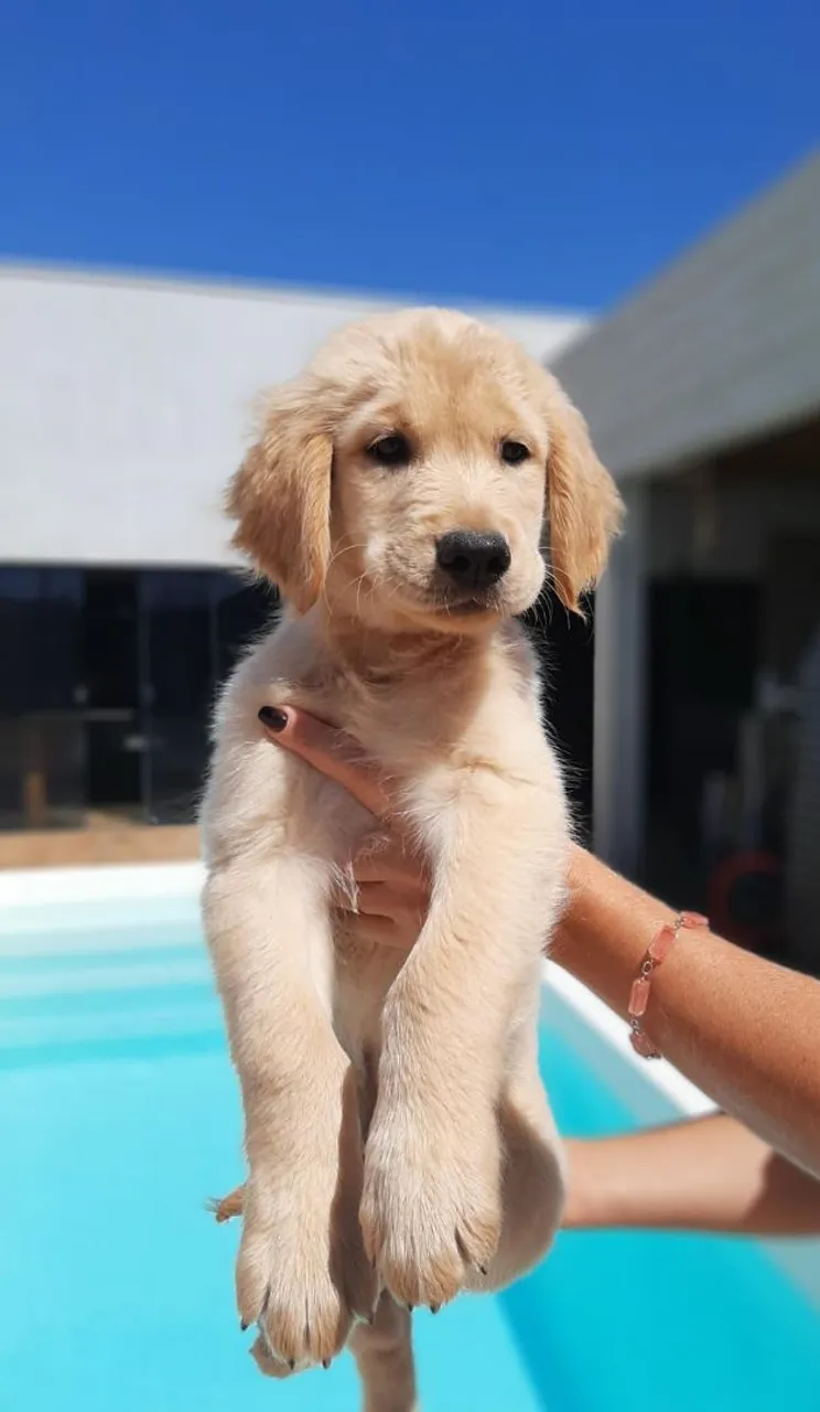 Filhote de Golden Retriever