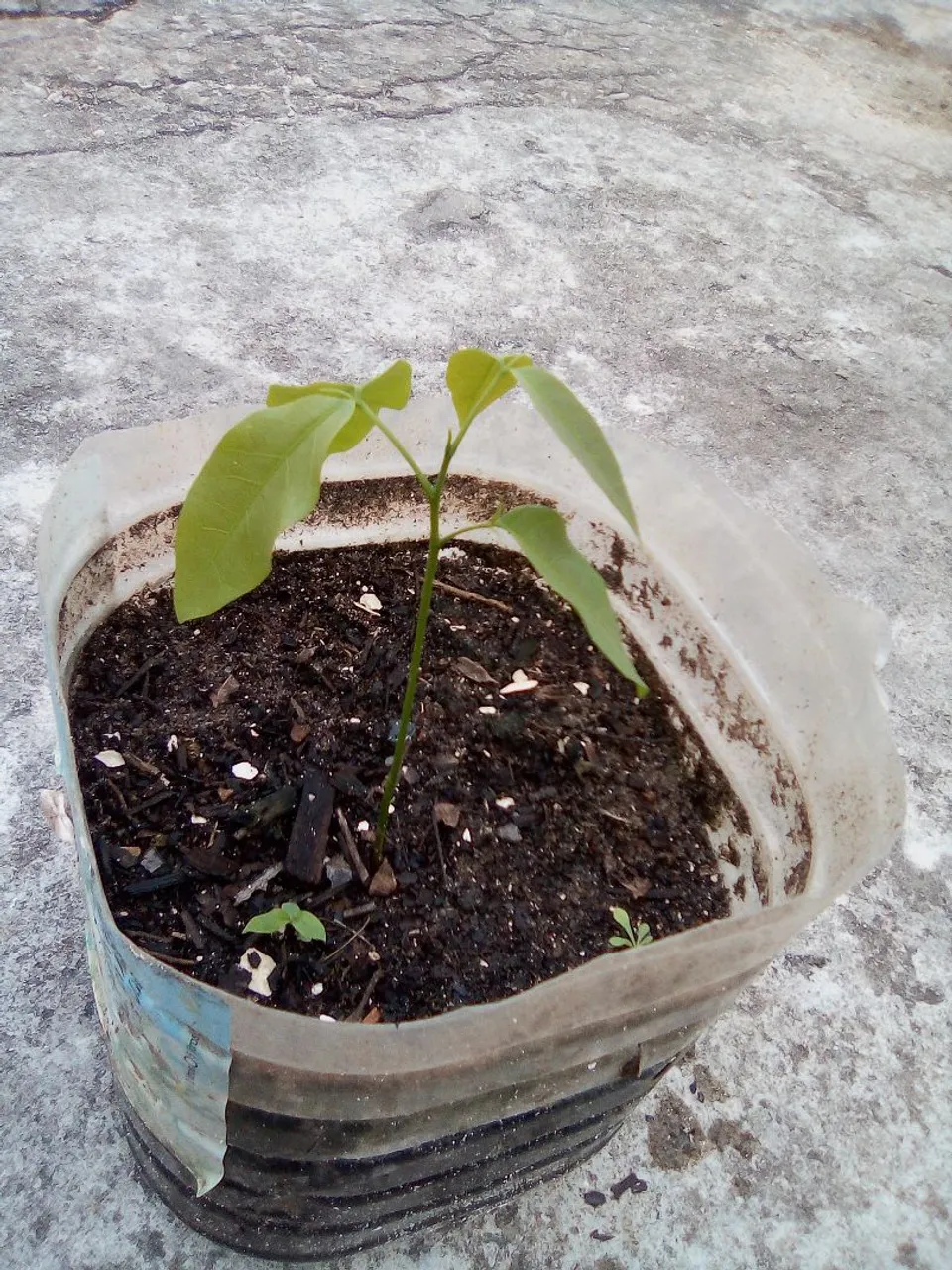 Muda de pitomba