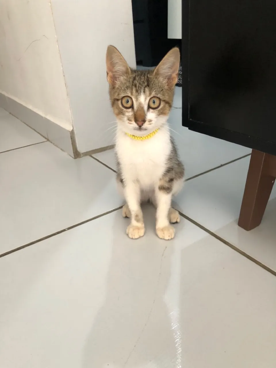 Gatinho filhote para adoção