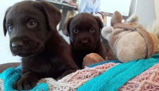 Labrador com Vacina V10 Importada Entrega Rápida ou Retire na Loja!