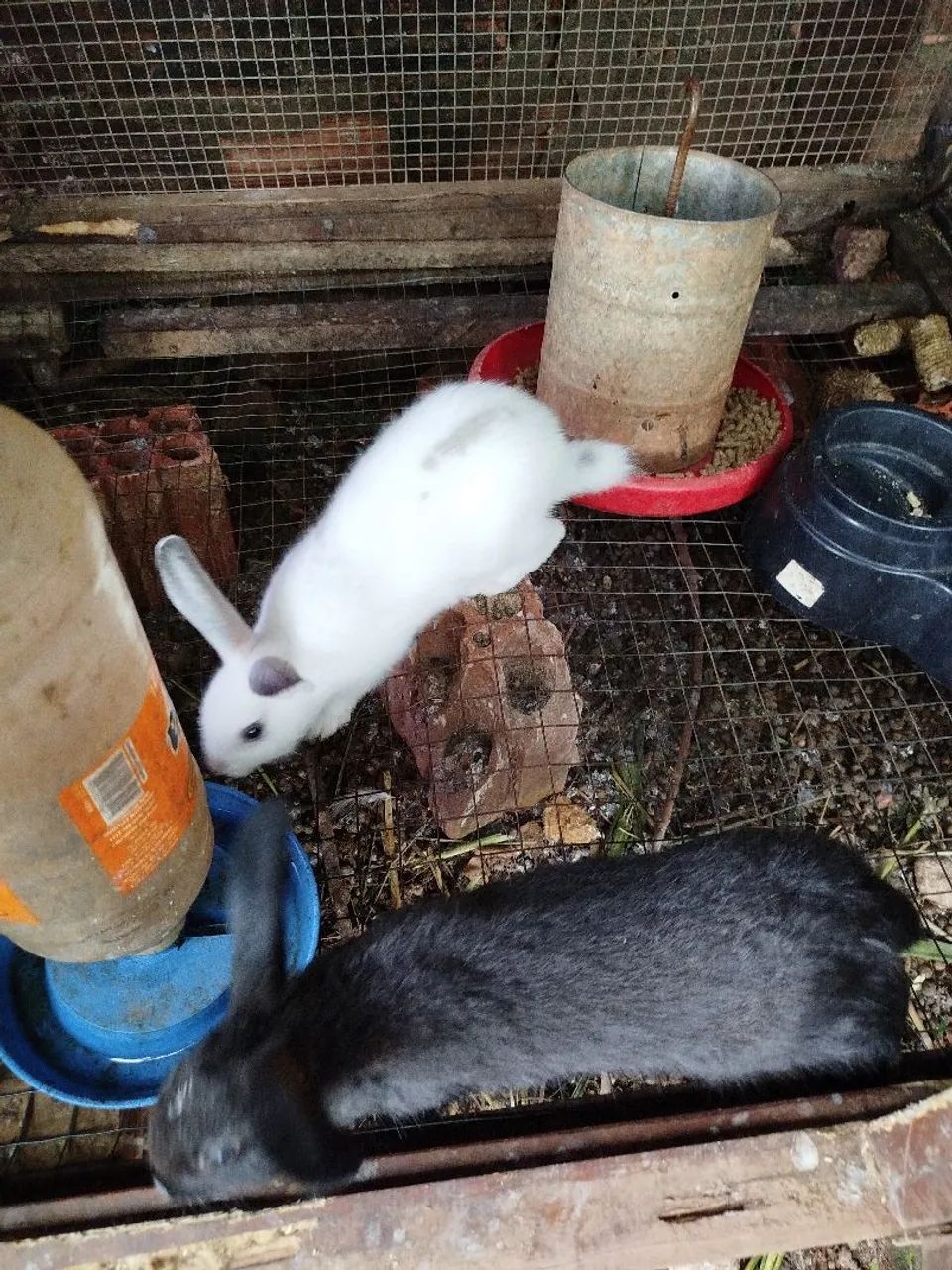 Coelhos para doação!! - Foto 4