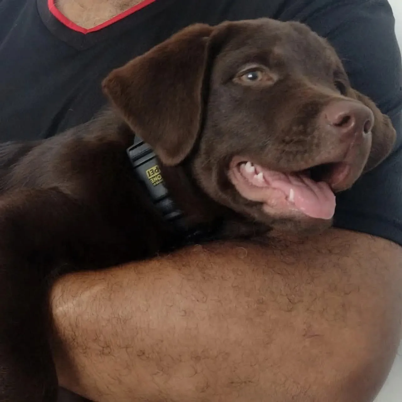 Labrador Chocolate com 7 meses