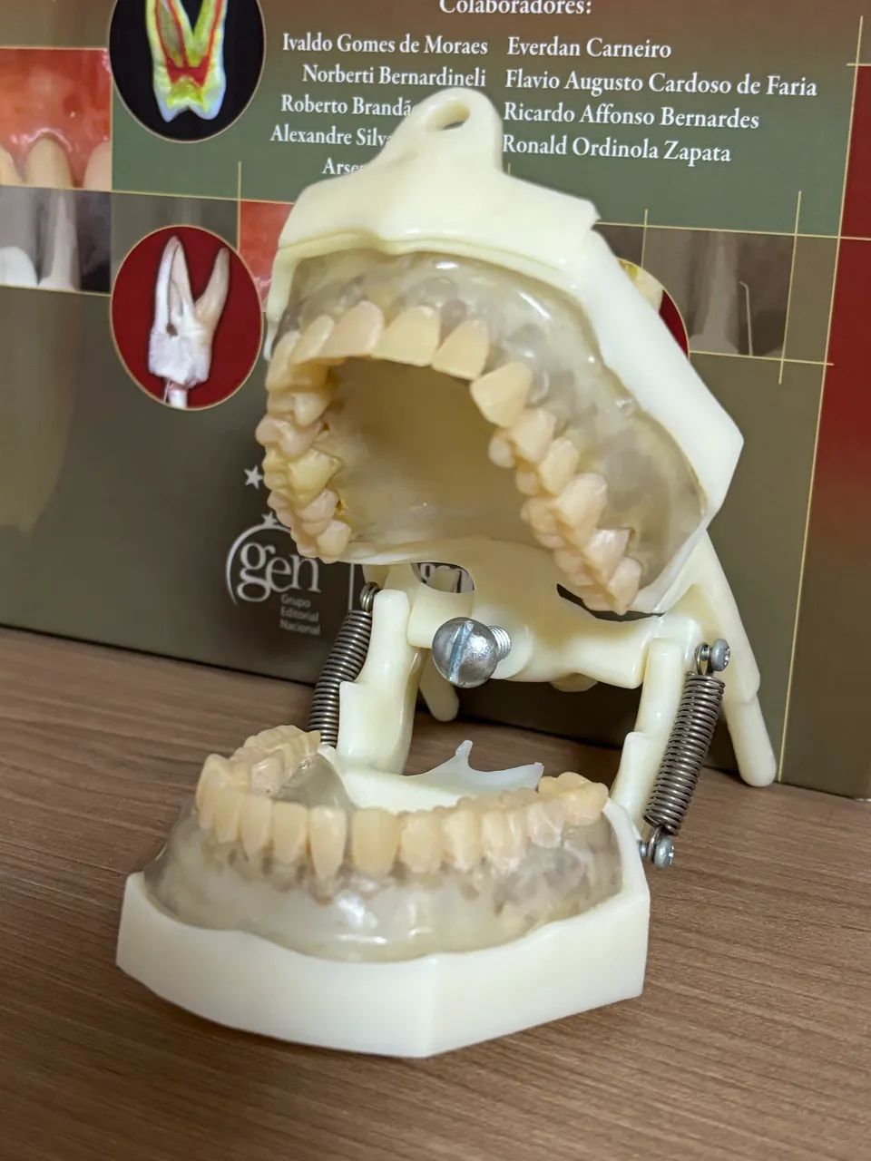 Manequim Odontológico 