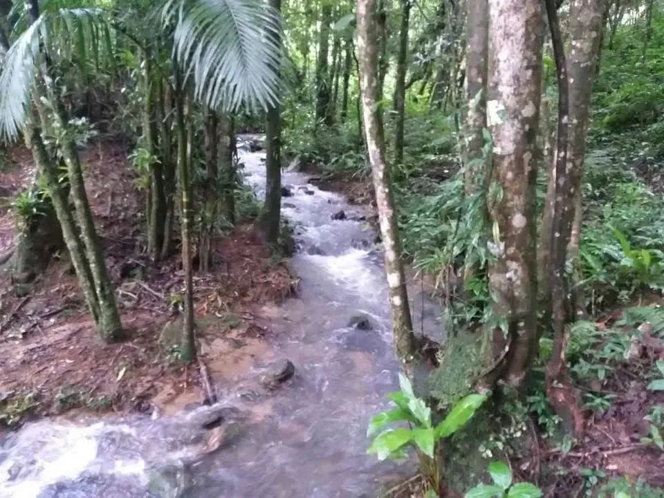 Lindo sítio de 5 hectares sendo 100x500 no bairro Espanha, três riacho Biguacu com casa. - Foto 7