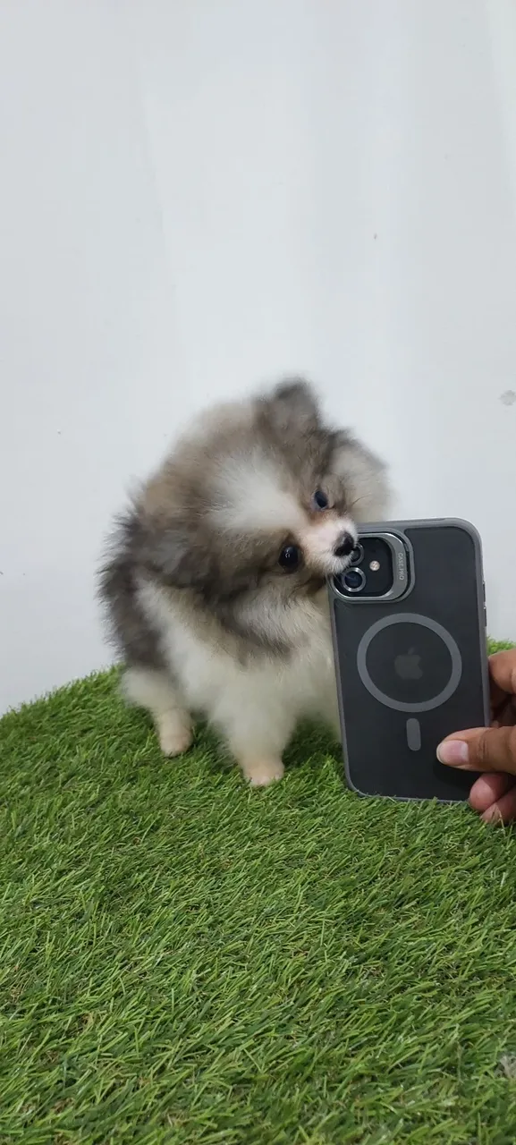 Filhote de lulu pomerania fofo e brincalhão!