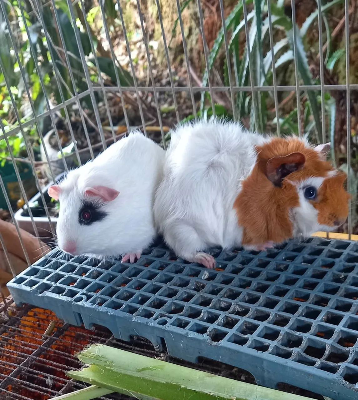 Porquinhos da india casal