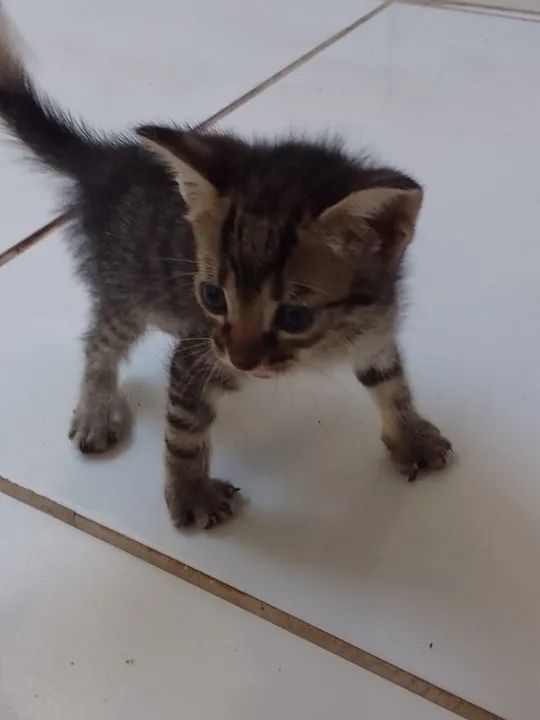 Gatos pra adoção  - Foto 3