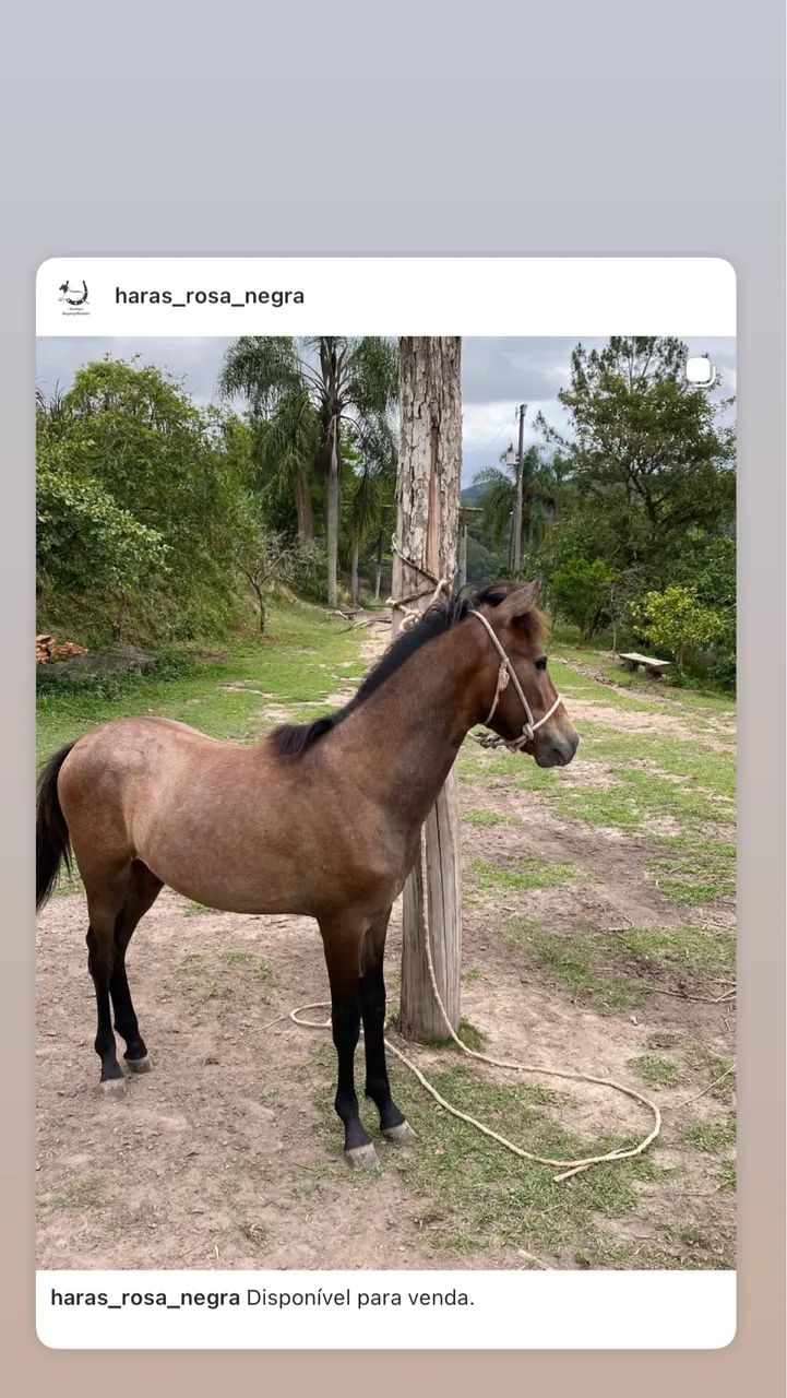 Potro mangalarga marchador 