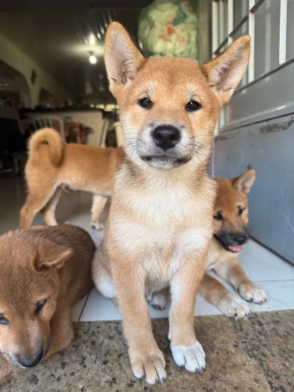 Shiba Inu Jindo Olx Do Foxes Like Dogs Little Dogs That Deals Look