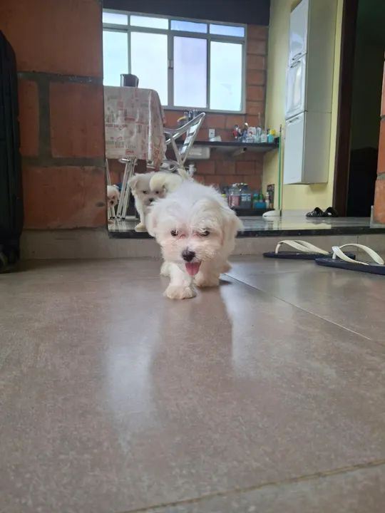 Vendofilhotes de Maltês - Foto 2