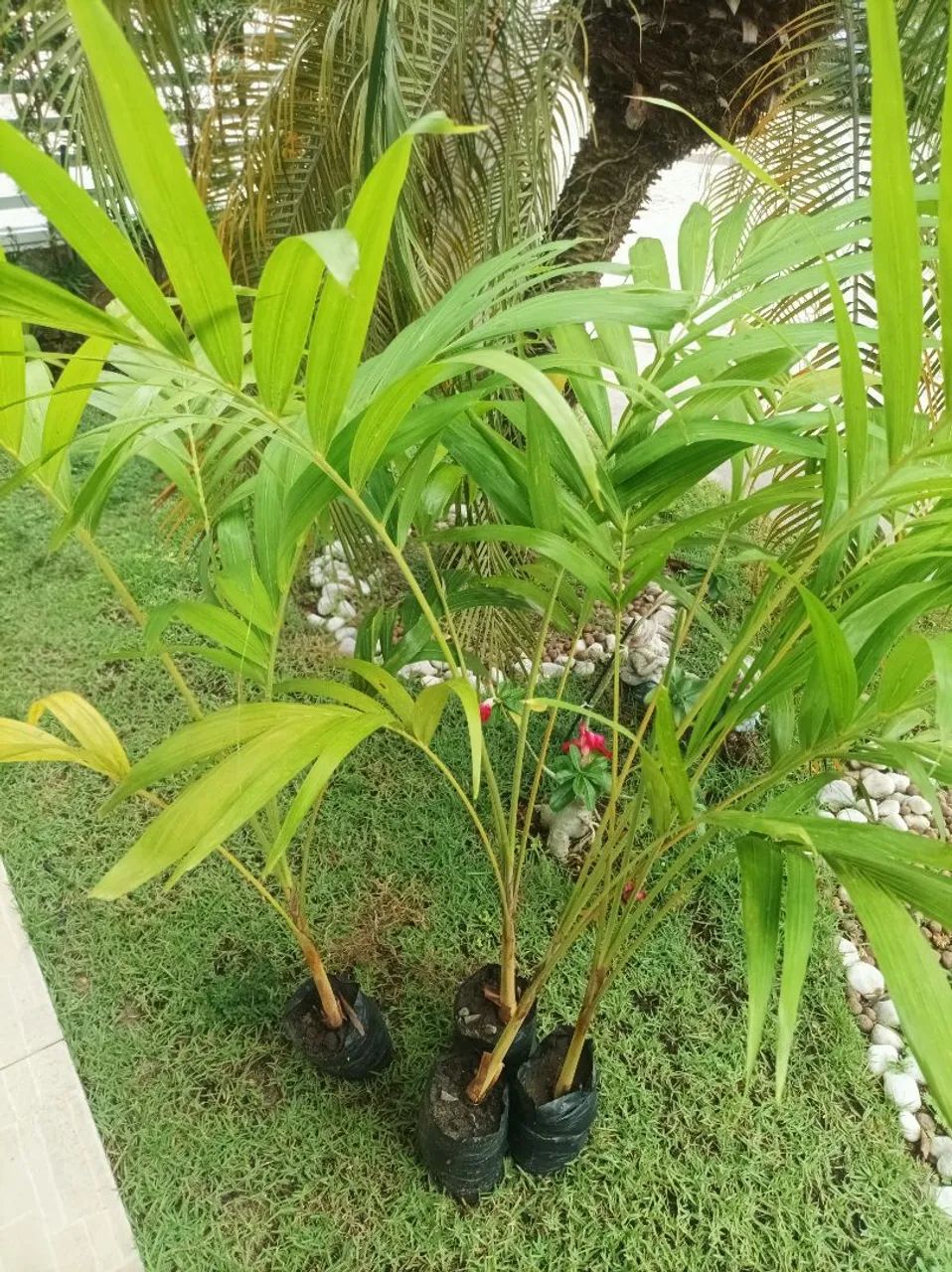 Mudas de Palmeira mini imperial  - Foto 2