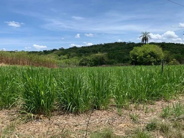 Fazenda 47ha, 2 casas sede/caseiro plantação de mogno, manga Palmer, nascente e córrego. - Foto 2