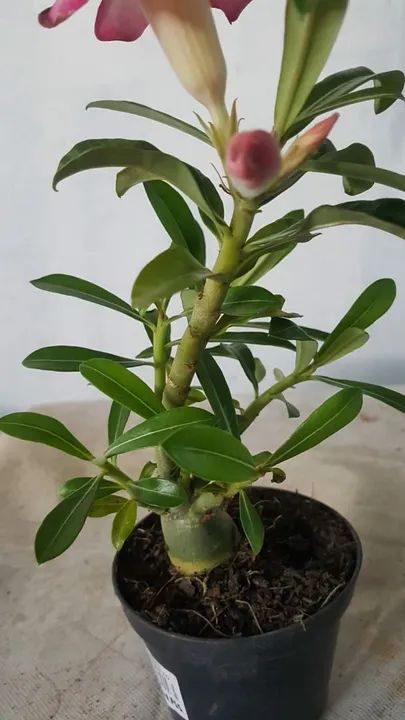 Muda de Rosa do Deserto  - Foto 3