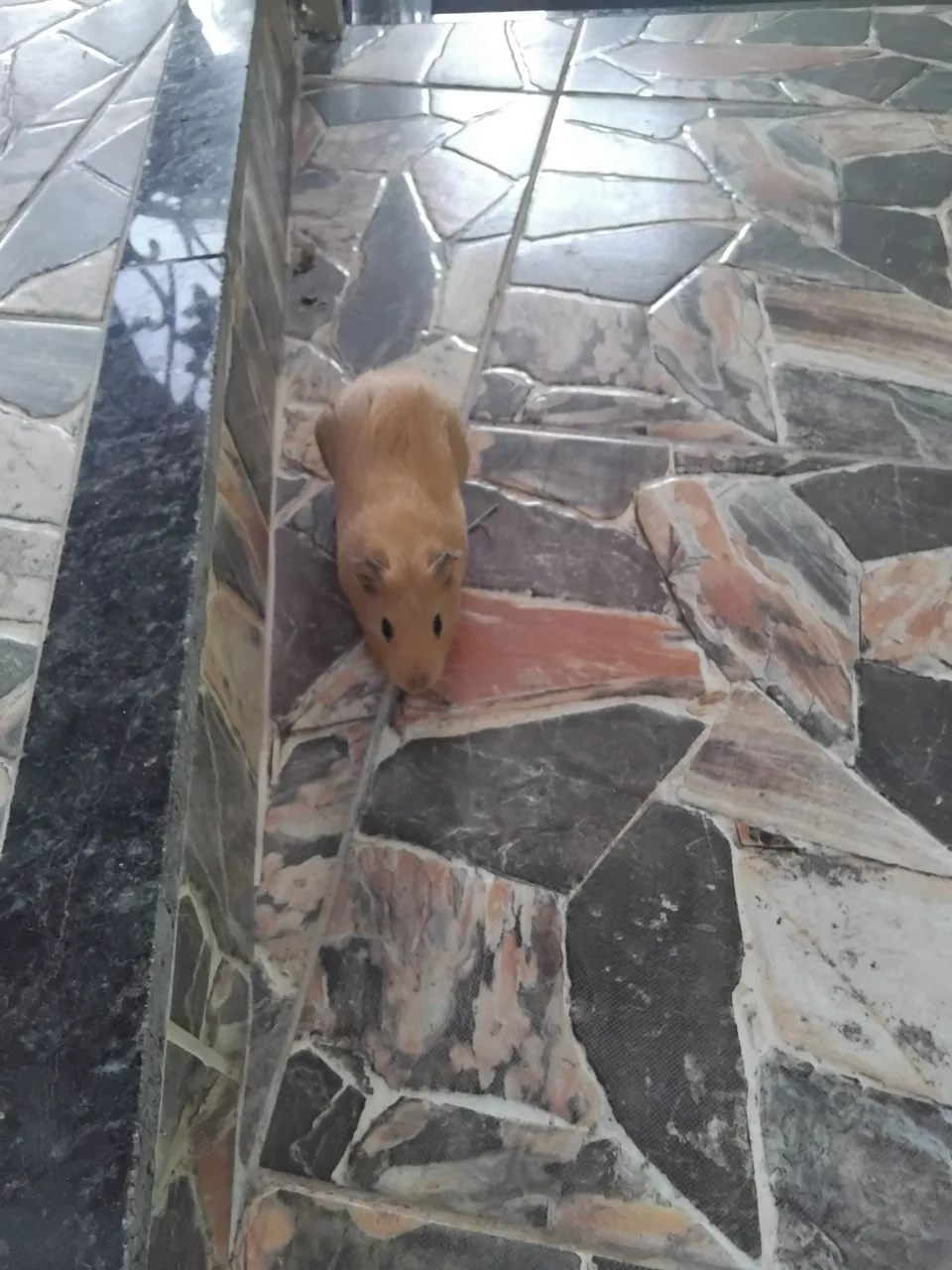 Porquinho-da-Índia Filhote macho