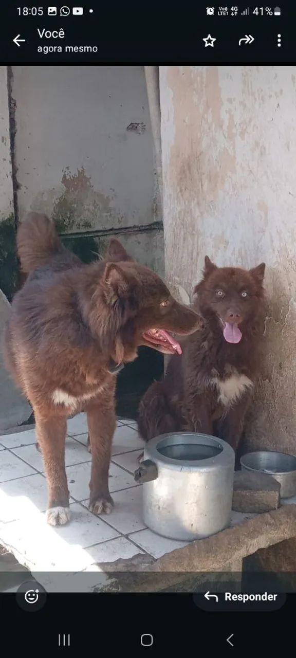 Filhotes de husky raros mostky Red chocolate exótico 