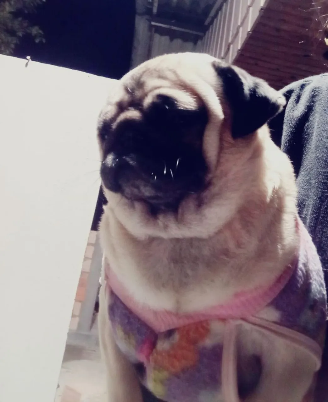Pug fêmea