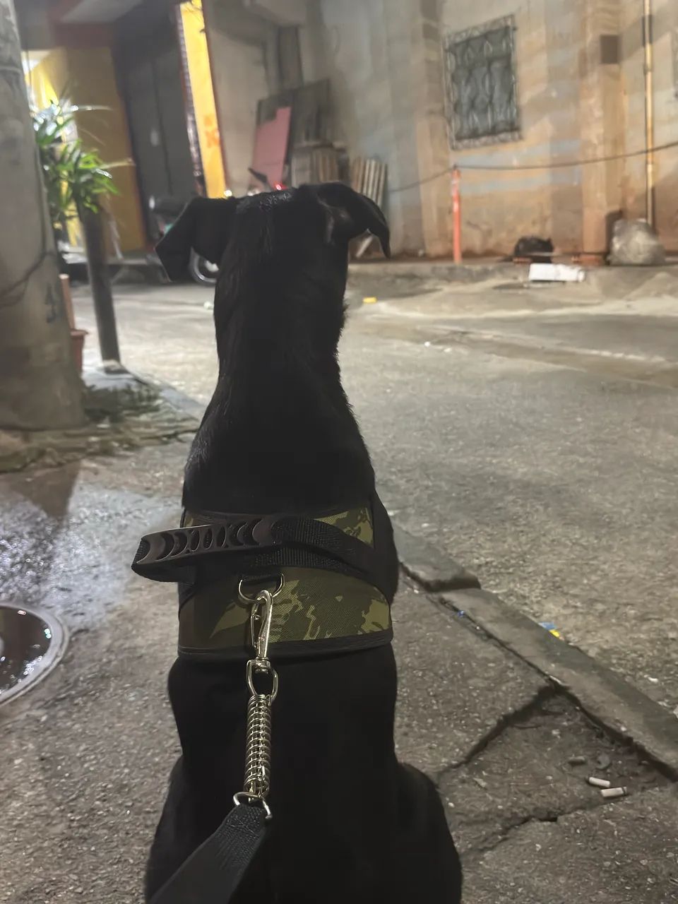 Rottweiler 5 meses - Foto 4