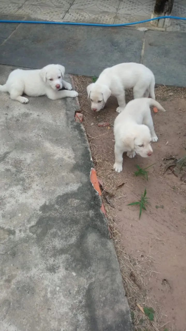 Filhotes de Labrador disponíveis.
