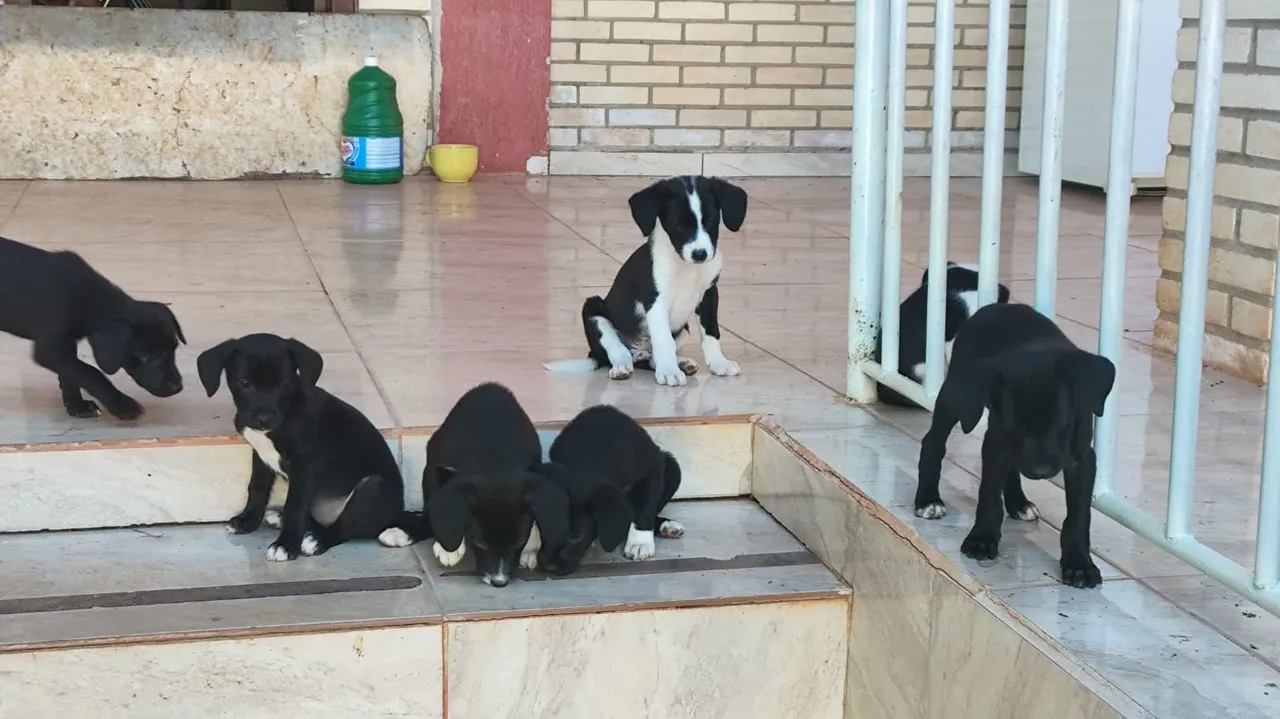 Filhotes Lindos e Saudáveis para Adoção!