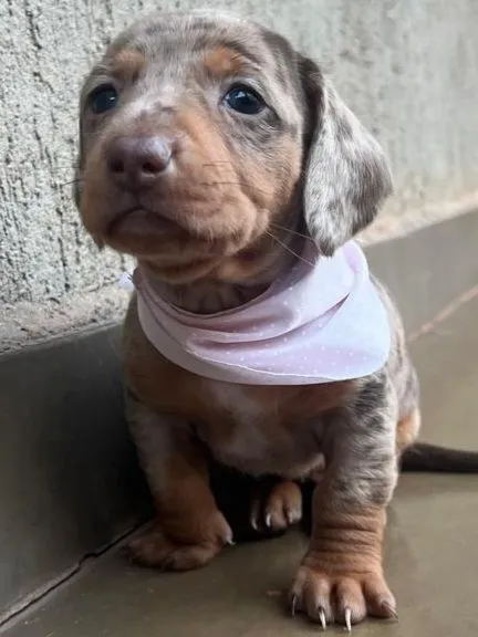 Filhote Dachshund machos e fêmeas