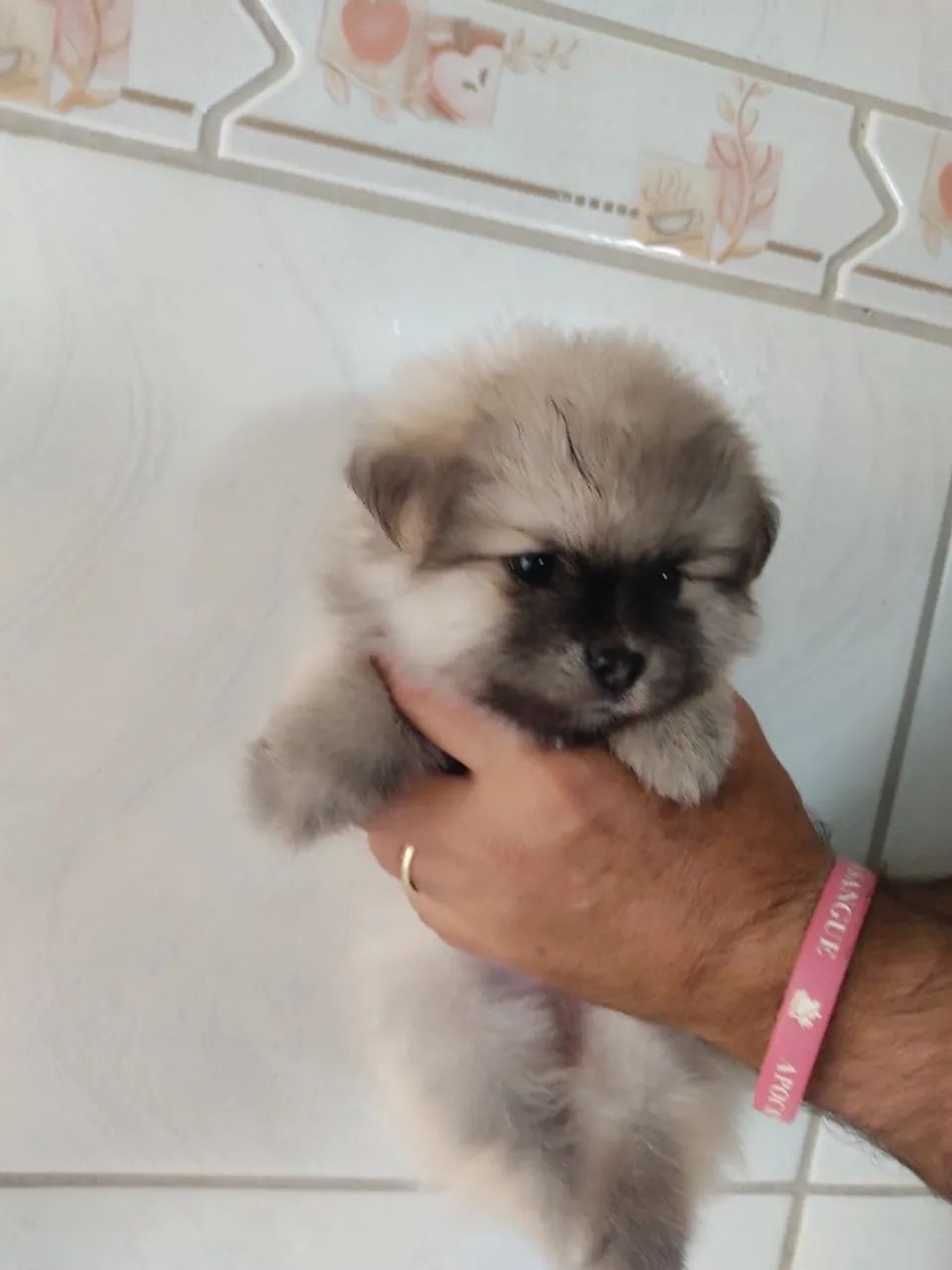 Lulu Pomerãnia /Spitz Alemão filhote  macho e fêmea  35 dias  - Foto 6