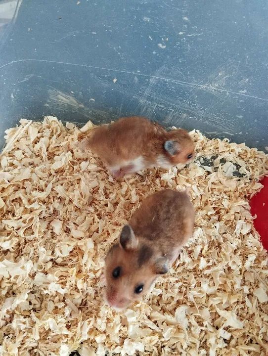 Filhotes de hamster sírio - Foto 3