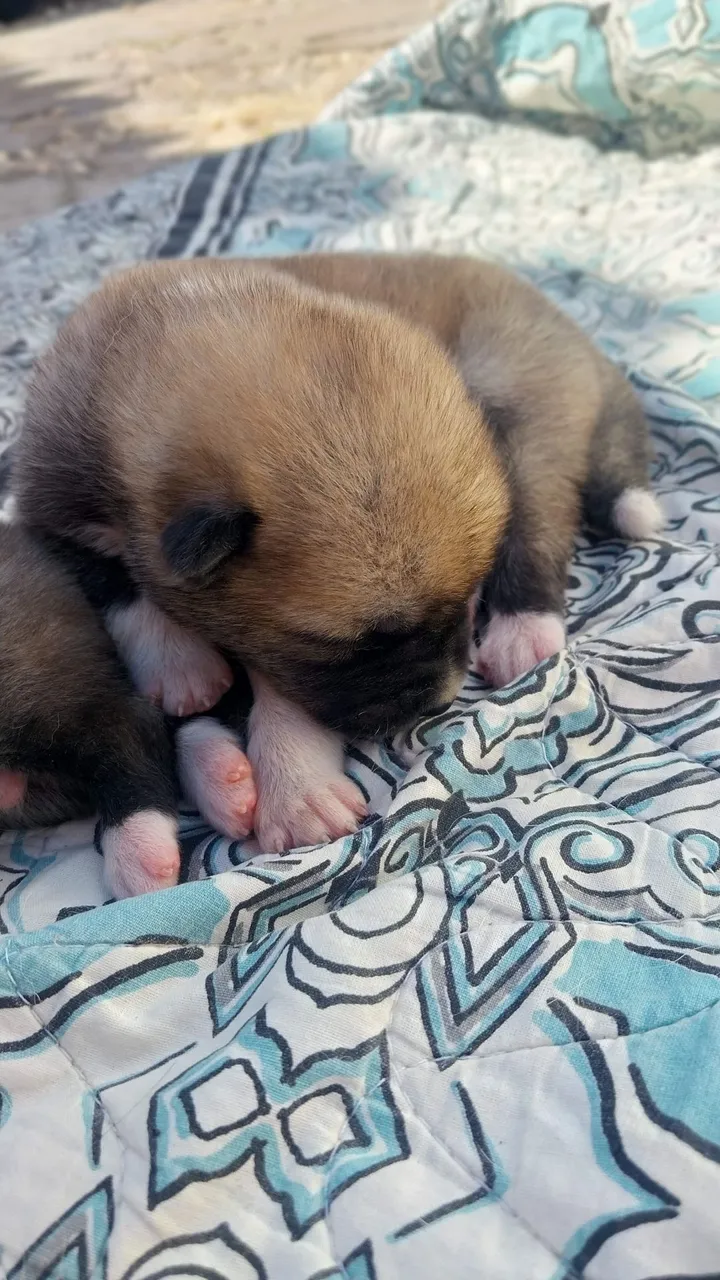 Filhote de Akita Macho