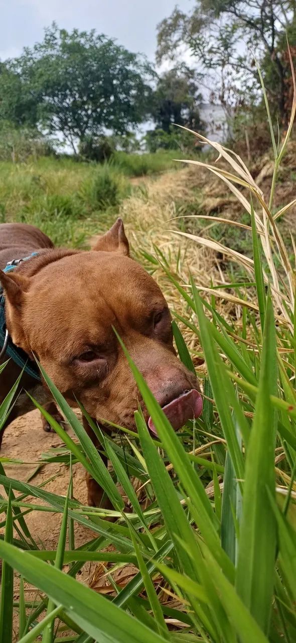 Doação de Pit bull, menos de 1 ano de vida!!!!! - Foto 5