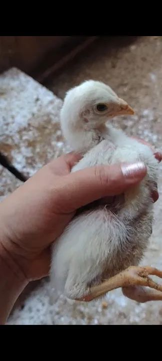 Filhotes de Frango - Pintinhos mestiço índio gigante  - Foto 2