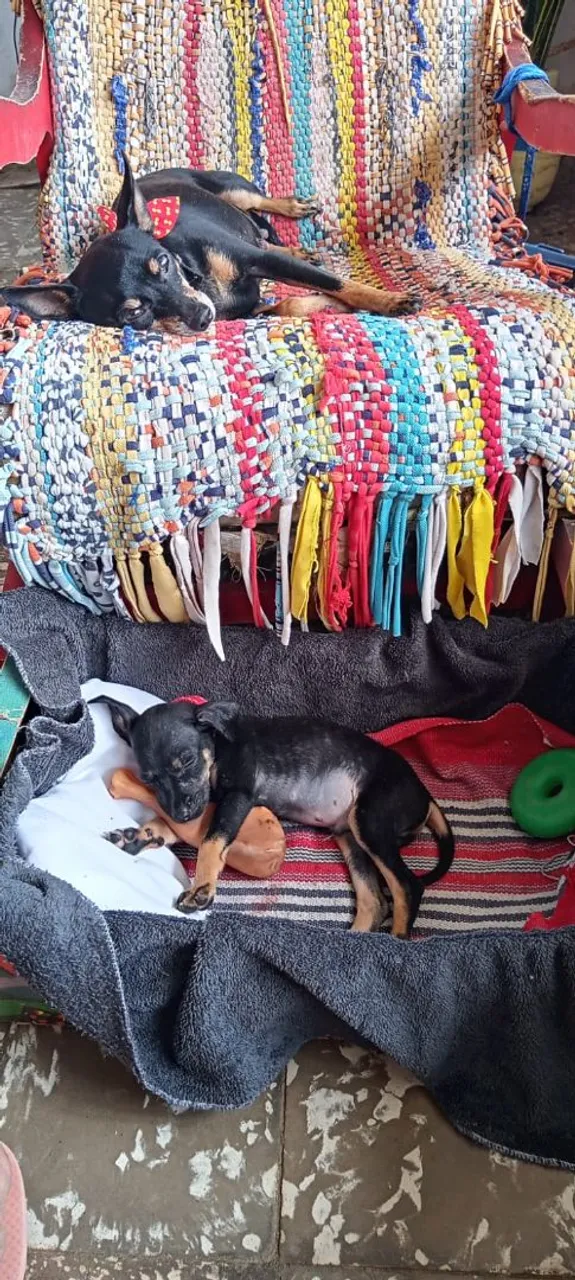 Filhotes de Pinscher para venda 
