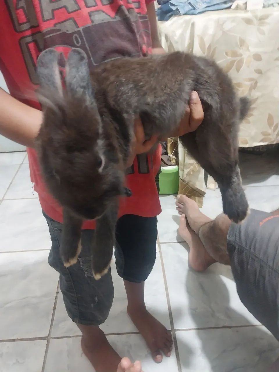 Vende_se Coelho - Foto 2