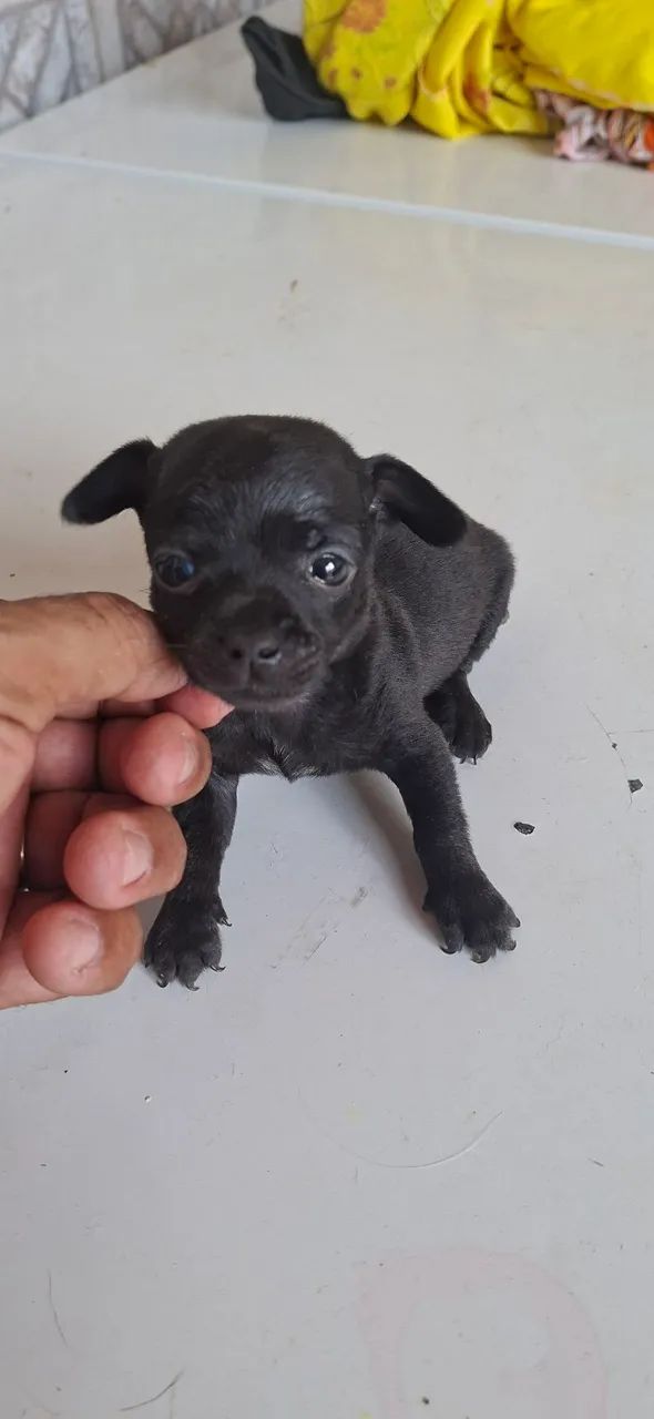 CACHORRO  - Foto 2