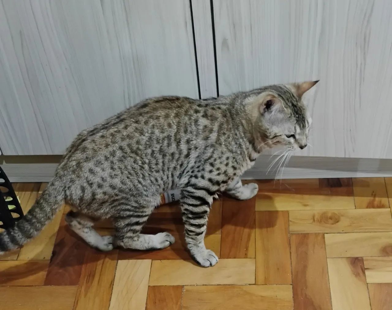 Gato Bengal  - Foto 4