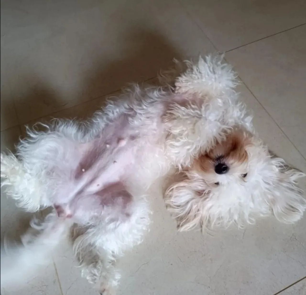 Maltês com poodle 