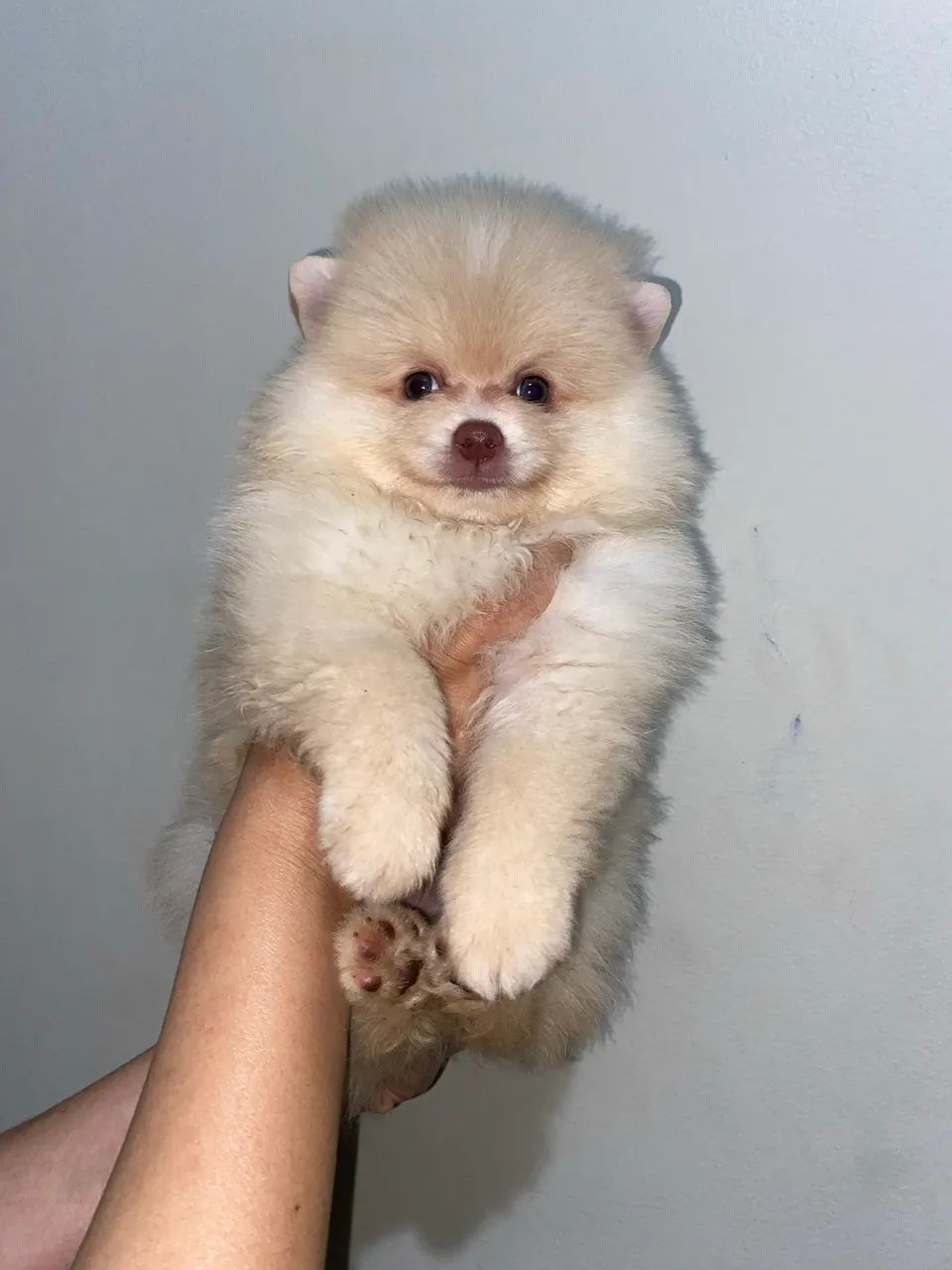 Cachorro Spitz Alemão - Foto 4