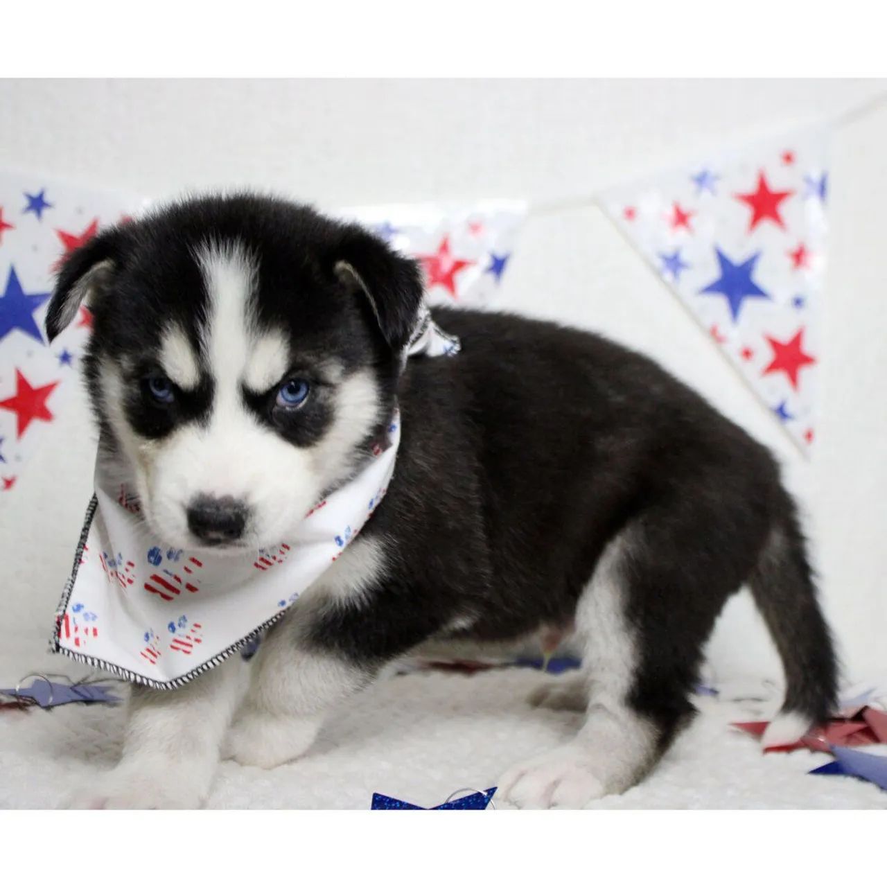 Husky Siberiano Macho 