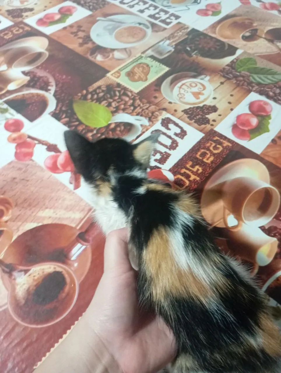 DOAÇÃO DE GATO