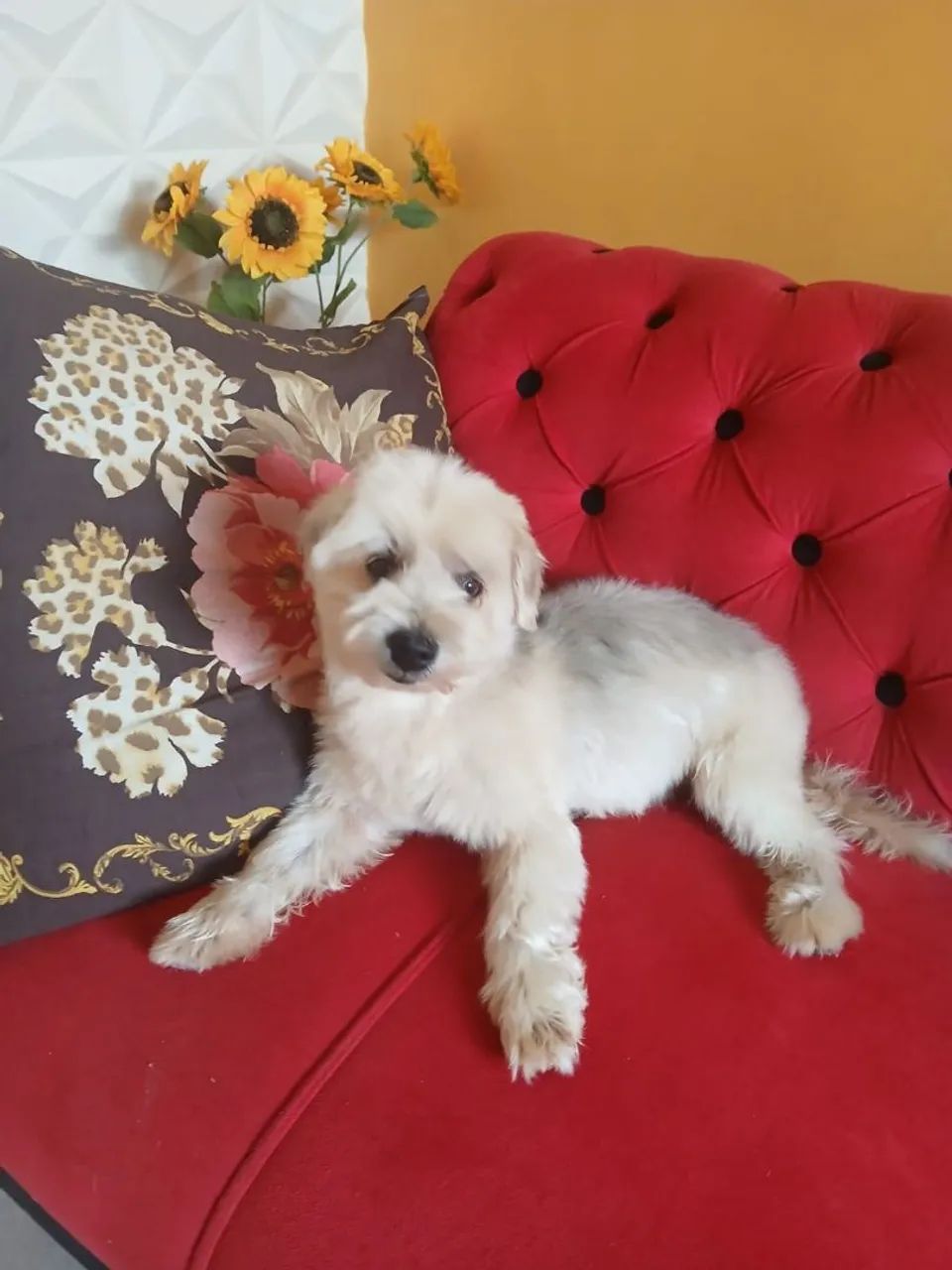 Adoção Responsável  - Foto 4