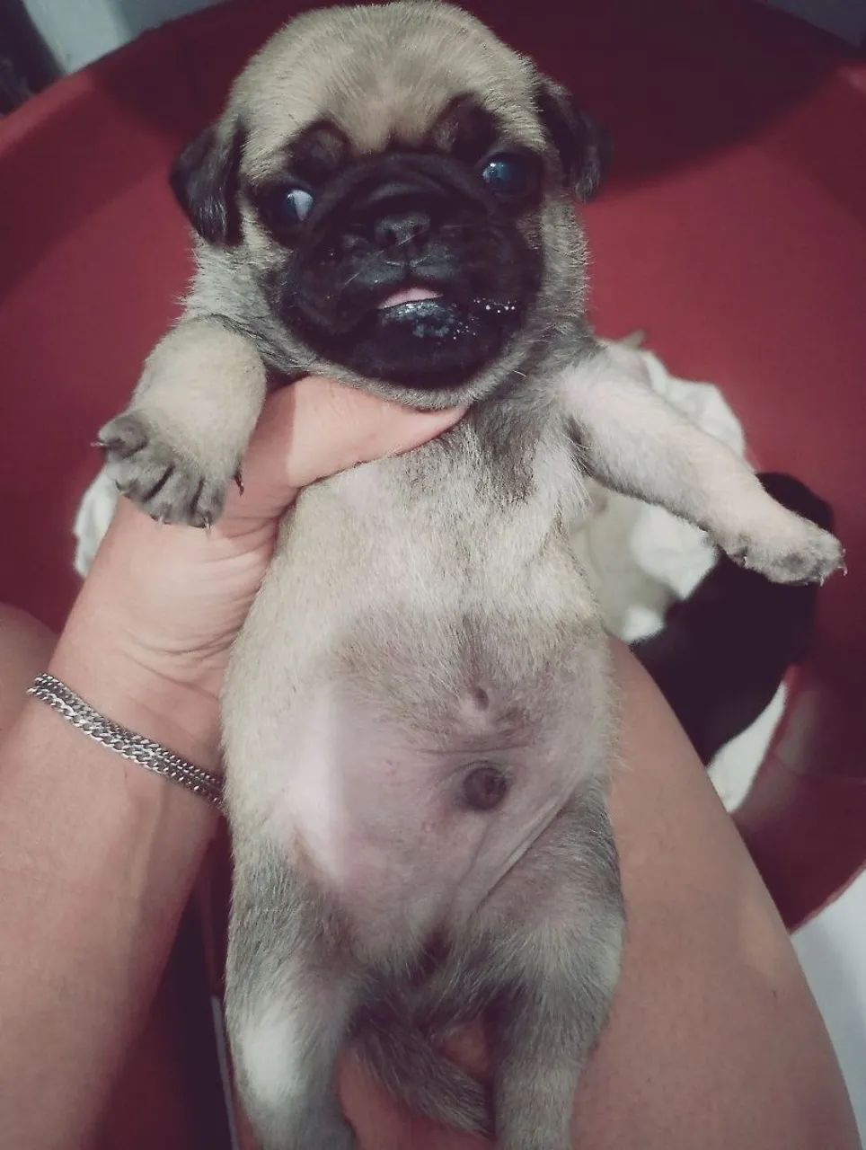 Pug bebês pra reserva  - Foto 2