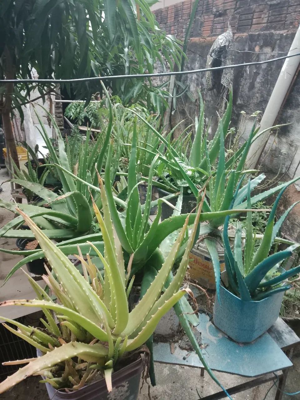 Plantas babosa  - Foto 3