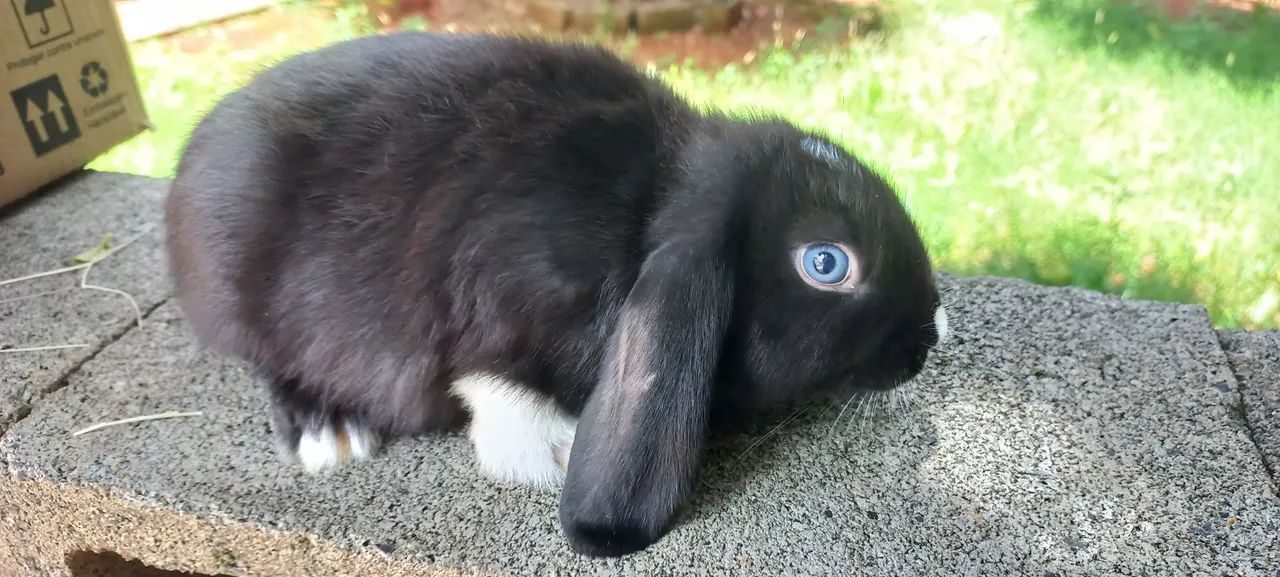 Filhotes disponíveis 