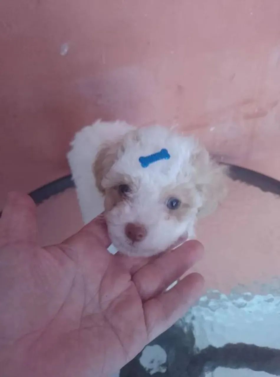 LINDOS FILHOTES PELUDOS  - Foto 2