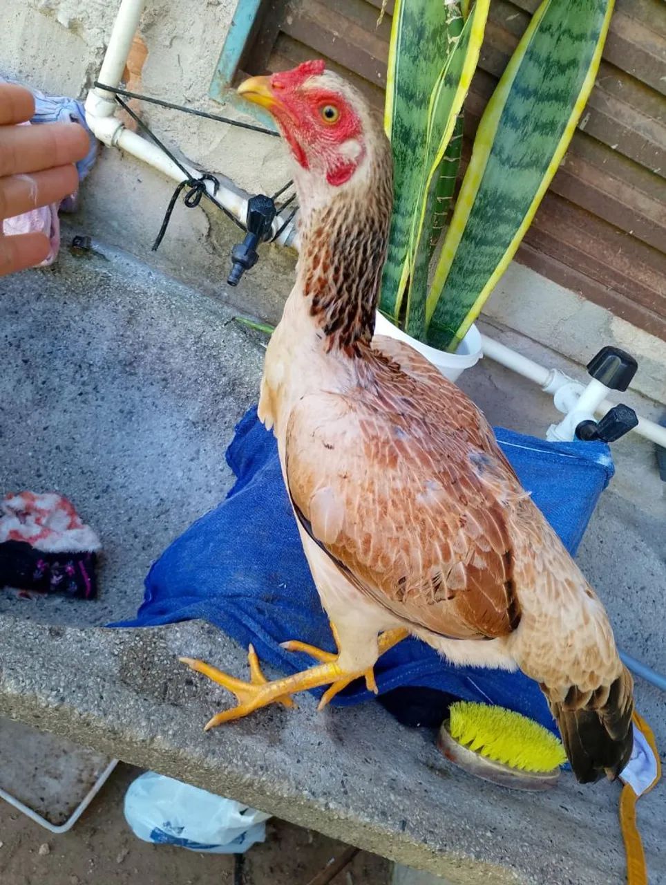 Galinha 