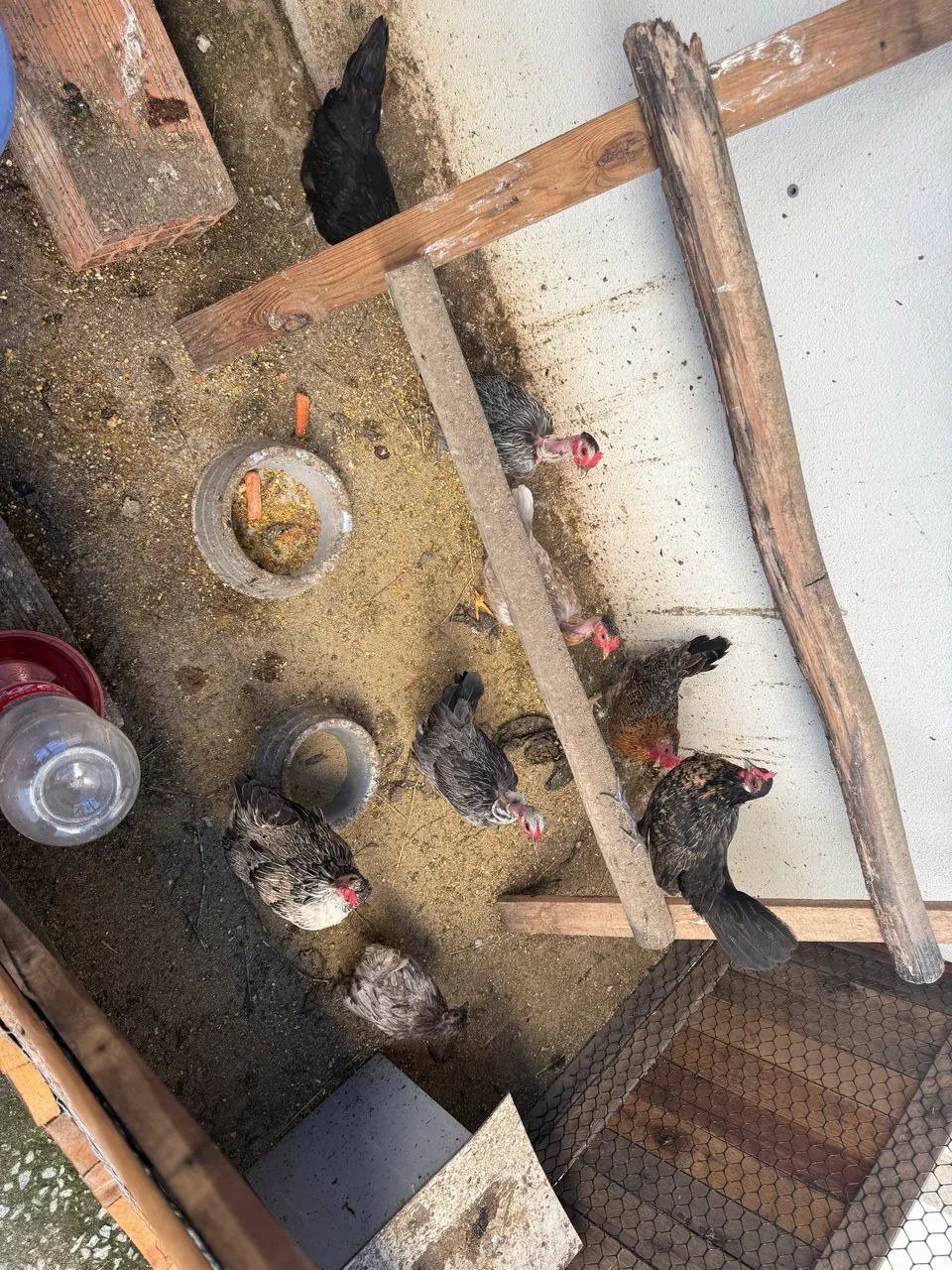 Garnisés fêmea todas botando