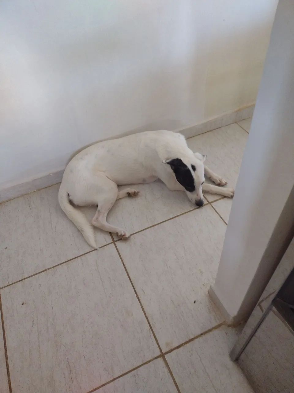 Cachorra pra doação responsável  - Foto 2