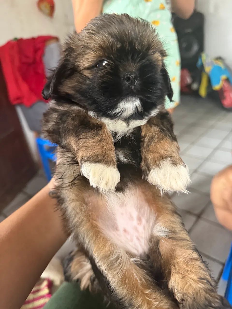 Shih tzu