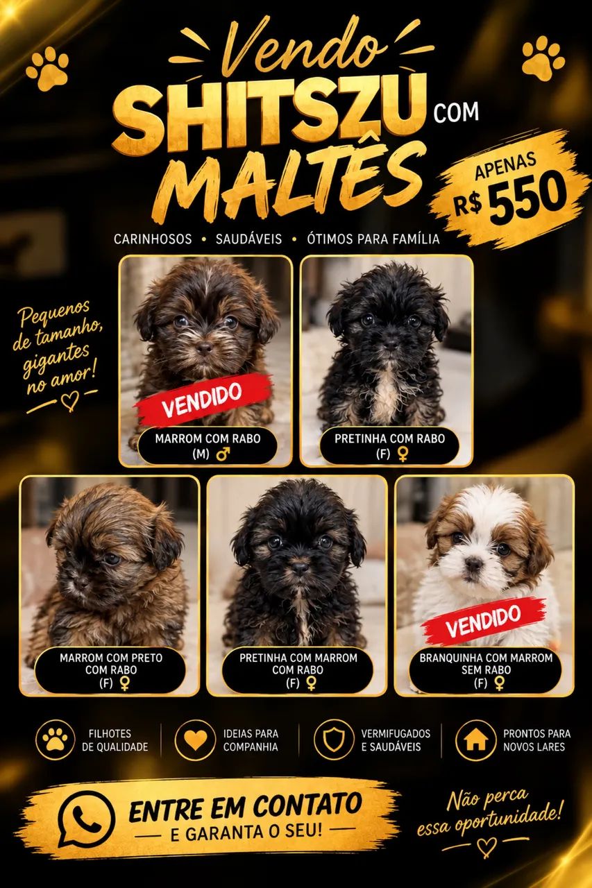 Shitszu com maltês 